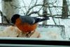 P1080028.thumb.JPG.d7d5a0a46f5f5da87d56c61b7c4aa121.JPG
