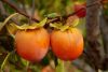 Persimmon-Tree2.thumb.jpg.d10c798e1c716e8a5511ebd72f6fe4ff.jpg