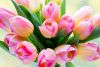 Tulips_Closeup_Pink_496145.jpg