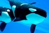 animal-aquarium-beautiful-blue-cute-Favim.com-421833.thumb.jpg.9328d59673d97eb6e5e2a33d3009d2d3.jpg