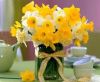 narcissi.thumb.jpg.a8baeedf2c5e86c946acae32d905b89c.jpg