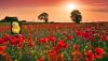 nature-field-flower-grassland-plant-poppy-meadow-wildflower-prairie-coquelicot-land-plant-flowering-plant-poppy-family-238106.thumb.jpg.ecffeb6841493ac9ecbc71c10323962e.jpg