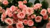 pink-roses-wallpaper-1366x768.thumb.jpg.91427fdc0af8b9456d587583d4351519.jpg