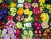 primula7.thumb.jpg.f86f4719677d3276fffd8f77bdf80a89.jpg