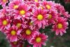 1458147788_10640464-autumn-bright-colored-chrysanthemum-flowers-as-background.thumb.jpg.9174e31c48bec5734ea1e8b97f869b9d.jpg