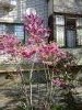 20180411_091420.thumb.jpg.1836e5d7cbf16c965d982f00997e97d9.jpg?1523464141325