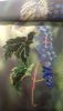 20180426_003840.thumb.jpg.3e14ea2bde95db877bbc1bdc26b35ff3.jpg