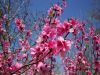 DSC00366.thumb.JPG.b1ce39b11b1d342ef295045b48a2f97b.JPG