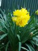 DSC00374.thumb.JPG.da76e157b2290de3954ddb719831fbb2.JPG