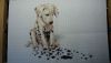 DSC_0499.thumb.JPG.dae214536faedbe0a9ab43aa808e92cc.JPG