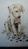 DSC_0500.thumb.JPG.8e503267c566f32a8b6fbda49e486637.JPG
