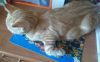 DSC_5593.thumb.JPG.9cf4900ecaf9b5a71e18c3908950fd12.JPG