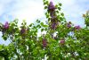 DSC_8811.thumb.JPG.867a4b23101e0ce2b3449f1342fc3c96.JPG