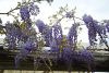 DSC_8867.thumb.JPG.5c0e6c3f7df90ba9963031244e79962c.JPG