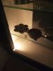 IMG_20180309_174056_HHT.thumb.jpg.1310af53f87bb9cb8055cd2c662e912b.jpg