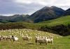 Whitecliffs_Sheep.thumb.jpg.35de7ca212d9063685b3d7b4ac4a64ae.jpg