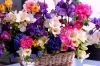 flowers-bouquets-blue-baskets-pink-ranunkulyus-freesia-basket-hyacinths-white-flower-different-beautiful-nature-bouquet-desktop-wallpapers.jpg