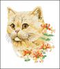 gato-verano.jpg