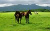 horse_pasture_grass_meadow_walk_52425_3840x2400.thumb.jpg.2501a0454c61ade8de361bc0b67547a3.jpg
