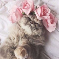 Кнопа