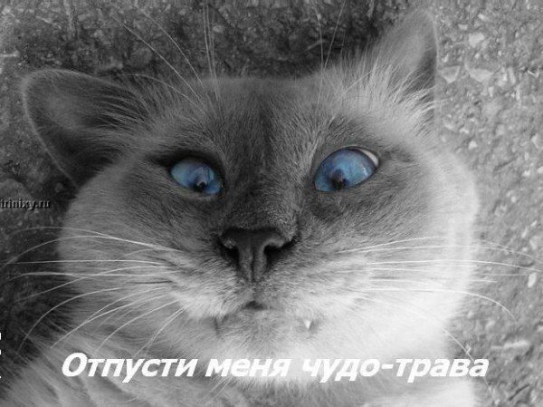 Аватар begolya