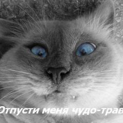 begolya