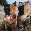 15994115-pet-copy-custom-plush-toys-cuddle-clones-21-605x605-1524657210-728-553cb1926e-1525339924.thumb.jpg.2d133a3bf7aa0288d9e85b798de56943.jpg
