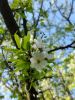 20180509_162937.thumb.jpg.24843eddc1d6811ac2f2642150b1cd01.jpg