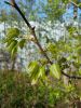 20180509_165304.thumb.jpg.d0e096b51440579ecdf7f57f7a09d48c.jpg