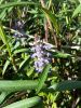 20180509_165428.thumb.jpg.02068162998985ffa20f07fcc8f8a038.jpg