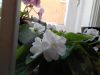 20180519_103118.thumb.jpg.9e2387ca6fec5dd6d13d710c6f9778b6.jpg