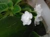 20180519_103146.thumb.jpg.4dc46e932104be4c7bb75f35852ecfd8.jpg