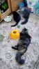 5af3c26271f9a_2018-03-1715-30-53.thumb.JPG.55b94fd6c6f7bfee787bf59db62dfc87.JPG