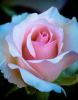 5af4dcce84b6e_Roses(1).thumb.jpg.132a05f69ec58a2a0d5119809c85e576.jpg