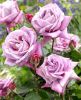 5af4dccec957d_Roses(2).thumb.JPEG.e4950416a079cda822b7b14ca62d41f4.JPEG