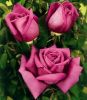 5af4dccf2612e_Roses(2).thumb.jpg.7286f5cf1583250703191910e2a570f2.jpg