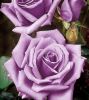 5af4dccf5c86b_Roses(3).thumb.jpg.5bf49acdc67ef2b618dcc8d1a1f3b217.jpg