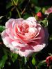 5af4dcd0ba5a6_Roses(4).thumb.jpg.76495ac2275824237e6ef0e7f361bd7e.jpg