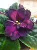 5b0e4f7bb5e0c_2014-05-0423_37_41.thumb.jpg.4fcbe5d7adef6684eebccd7eec86a482.jpg