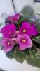 9D76EEDA-4DAC-4490-8D5E-23A0FA591502.thumb.jpeg.d44b03f1bacdeec9a7ed5bdf65e887fe.jpeg