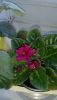 B2E7CAA1-66EB-4E3E-9117-DE22BB18B79F.thumb.jpeg.ebe4be26569e4be6e600521f7d2e37fd.jpeg