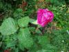 DSC00651.thumb.JPG.d97571c820328550e1a431896b89c4a7.JPG