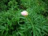 DSC00654.thumb.JPG.250eb17263d7155a317e04dcea3ee643.JPG