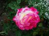 DSC00656.thumb.JPG.870d9296cc18269c54cfabfcfc726ecb.JPG