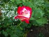 DSC00657.thumb.JPG.74258f645eee3ba6d1843601a9211a40.JPG
