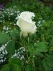 DSC00660.thumb.JPG.337cba159a457e79df057168a2b20cd6.JPG