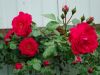 DSC00661.thumb.JPG.c8a16067676f5688fb78a6530a71546c.JPG