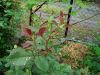 DSC00670.thumb.JPG.64f3857e1cd6f3f636c375d5f6a53724.JPG