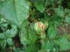 DSC00671.thumb.JPG.52b7bc58581b58683a8b153e22231afe.JPG