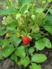 DSC00677.thumb.JPG.af37b7d5e214dbaac7b2231dcf8fbbfd.JPG